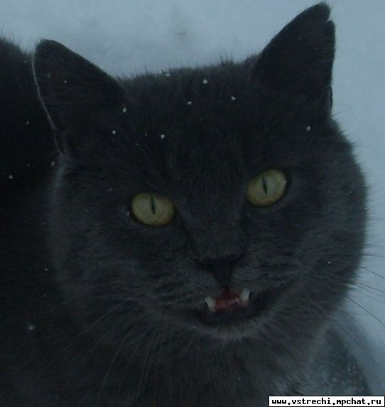 мой Плюша