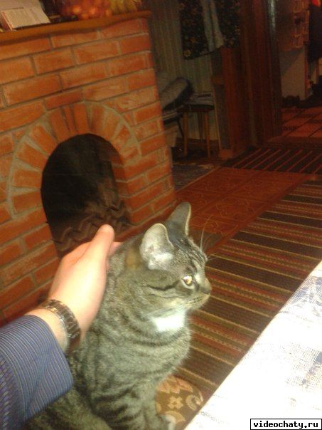 глажу котика в новогоднюю ночь)